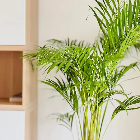 Cannesazur - Terrasse Centre Apartman